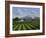 Mount Sta Helena - Napa Valley-Eduardo Camoes-Framed Giclee Print