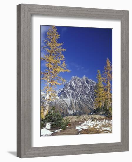 Mount Stuart with Golden Larch Trees, Mount Stuart Range, Washington, USA-null-Framed Photographic Print