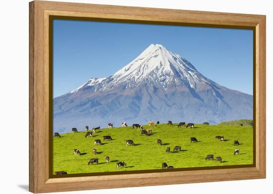 Mount Taranaki (Egmont) and Grazing Dairy Cows, Taranaki, North Island, New Zealand-Doug Pearson-Framed Premier Image Canvas