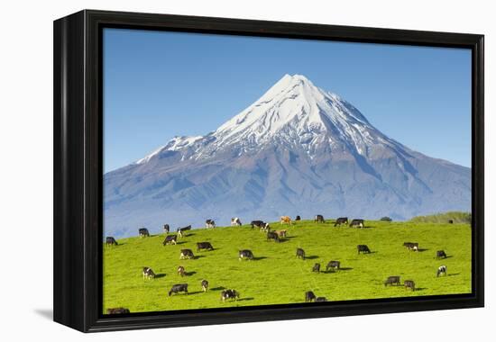 Mount Taranaki (Egmont) and Grazing Dairy Cows, Taranaki, North Island, New Zealand-Doug Pearson-Framed Premier Image Canvas