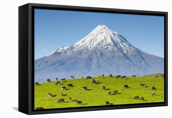 Mount Taranaki (Egmont) and Grazing Dairy Cows, Taranaki, North Island, New Zealand-Doug Pearson-Framed Premier Image Canvas