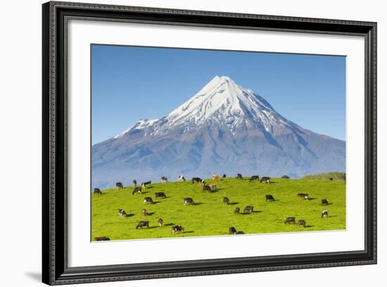 Mount Taranaki (Egmont) and Grazing Dairy Cows, Taranaki, North Island, New Zealand-Doug Pearson-Framed Photographic Print