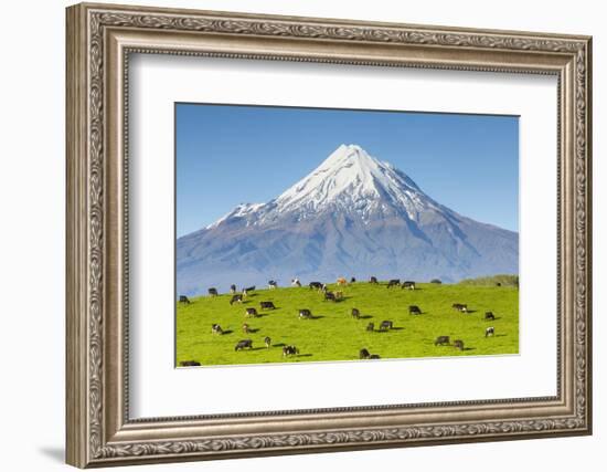 Mount Taranaki (Egmont) and Grazing Dairy Cows, Taranaki, North Island, New Zealand-Doug Pearson-Framed Photographic Print