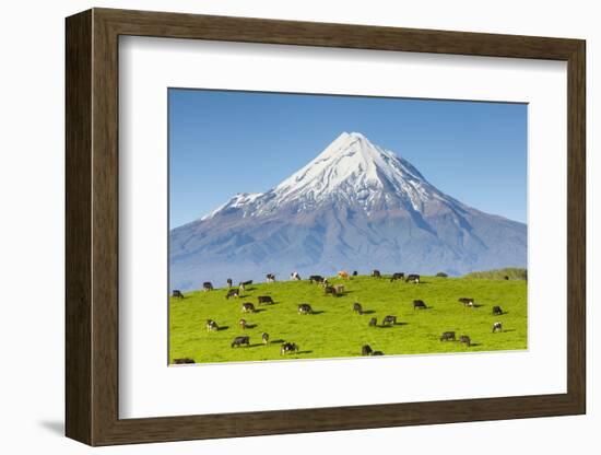 Mount Taranaki (Egmont) and Grazing Dairy Cows, Taranaki, North Island, New Zealand-Doug Pearson-Framed Photographic Print