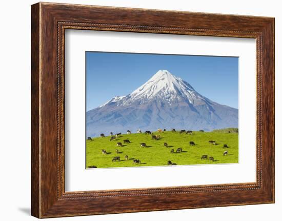 Mount Taranaki (Egmont) and Grazing Dairy Cows, Taranaki, North Island, New Zealand-Doug Pearson-Framed Photographic Print