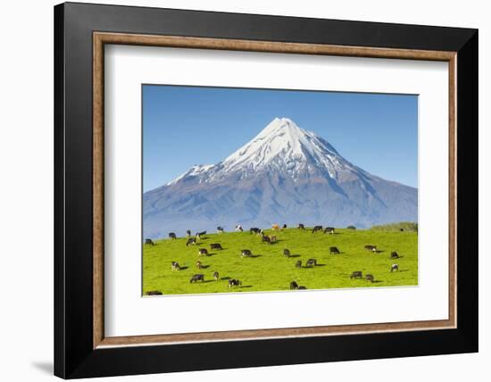 Mount Taranaki (Egmont) and Grazing Dairy Cows, Taranaki, North Island, New Zealand-Doug Pearson-Framed Photographic Print