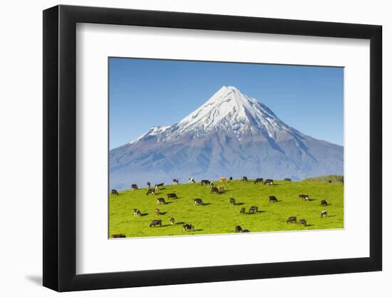 Mount Taranaki (Egmont) and Grazing Dairy Cows, Taranaki, North Island, New Zealand-Doug Pearson-Framed Photographic Print