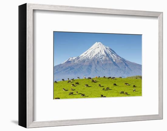 Mount Taranaki (Egmont) and Grazing Dairy Cows, Taranaki, North Island, New Zealand-Doug Pearson-Framed Photographic Print