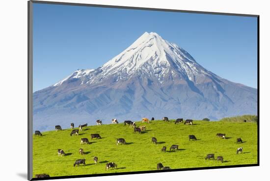 Mount Taranaki (Egmont) and Grazing Dairy Cows, Taranaki, North Island, New Zealand-Doug Pearson-Mounted Photographic Print