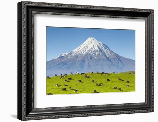 Mount Taranaki (Egmont) and Grazing Dairy Cows, Taranaki, North Island, New Zealand-Doug Pearson-Framed Photographic Print