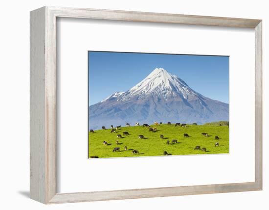 Mount Taranaki (Egmont) and Grazing Dairy Cows, Taranaki, North Island, New Zealand-Doug Pearson-Framed Photographic Print