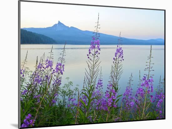 Mount Thielson, Fireweed, Epilobium Angustifolium, Diamond Lake, Douglas County, Oregon, USA-Christian Heeb-Mounted Photographic Print