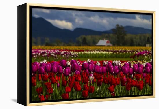 Mount Vernon, Washington State, Field of colored tulips with a bard-Jolly Sienda-Framed Premier Image Canvas