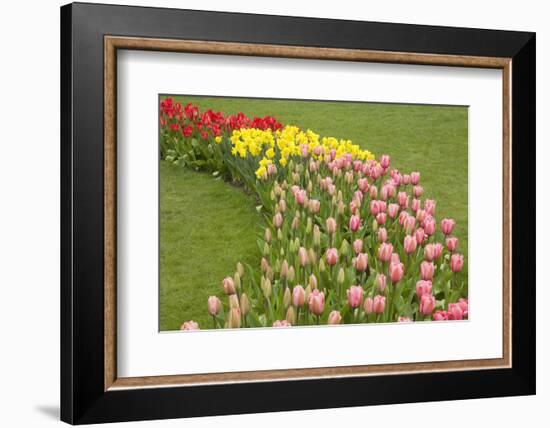 Mount Vernon, Washington State, USA. Curved row of tulips and daffodils.-Janet Horton-Framed Photographic Print