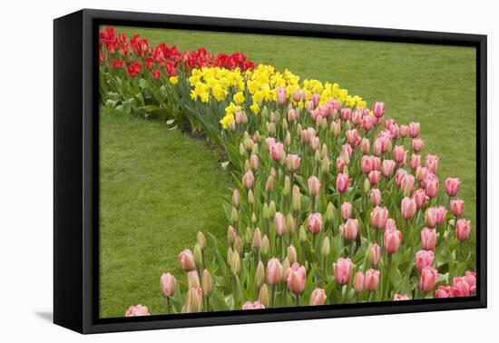 Mount Vernon, Washington State, USA. Curved row of tulips and daffodils.-Janet Horton-Framed Premier Image Canvas