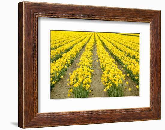 Mount Vernon, Washington State, USA. Field of yellow daffodils.-Janet Horton-Framed Photographic Print