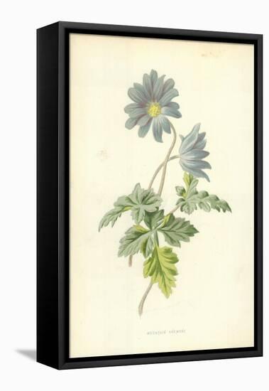 Mountain Anemone-Frederick Edward Hulme-Framed Premier Image Canvas