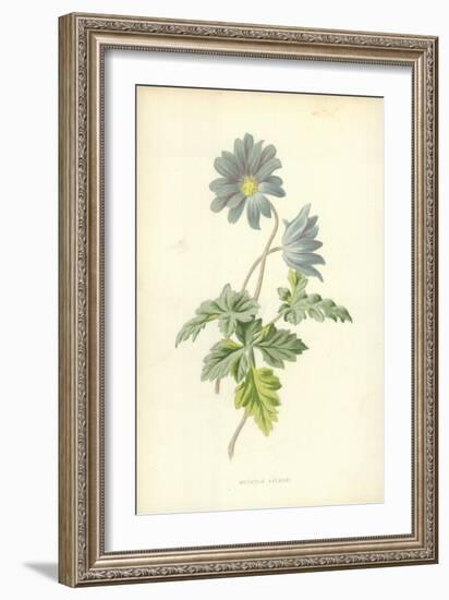 Mountain Anemone-Frederick Edward Hulme-Framed Giclee Print