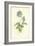 Mountain Anemone-Frederick Edward Hulme-Framed Giclee Print