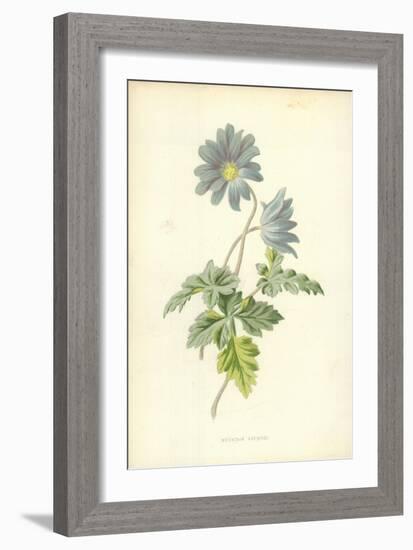 Mountain Anemone-Frederick Edward Hulme-Framed Giclee Print