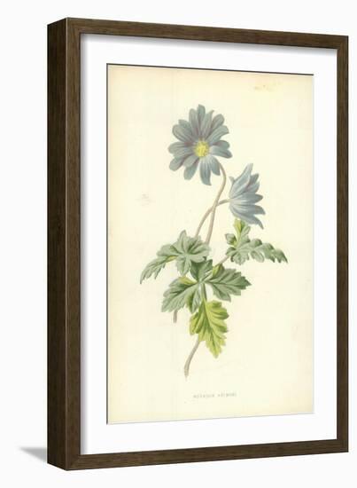 Mountain Anemone-Frederick Edward Hulme-Framed Giclee Print
