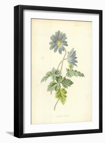 Mountain Anemone-Frederick Edward Hulme-Framed Giclee Print