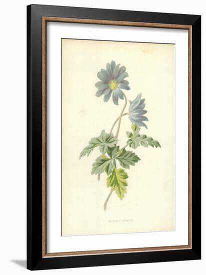 Mountain Anemone-Frederick Edward Hulme-Framed Giclee Print