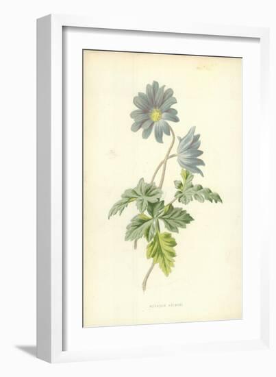 Mountain Anemone-Frederick Edward Hulme-Framed Giclee Print