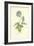 Mountain Anemone-Frederick Edward Hulme-Framed Giclee Print