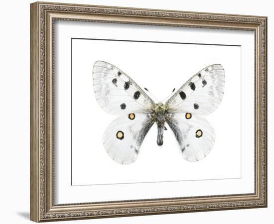 Mountain Apollo Butterfly-Lawrence Lawry-Framed Photographic Print