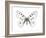 Mountain Apollo Butterfly-Lawrence Lawry-Framed Photographic Print