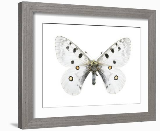 Mountain Apollo Butterfly-Lawrence Lawry-Framed Photographic Print