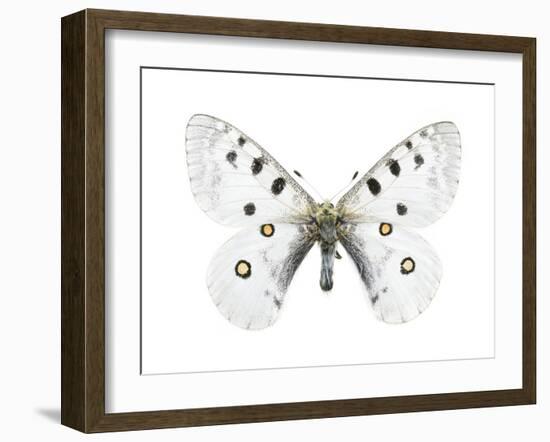 Mountain Apollo Butterfly-Lawrence Lawry-Framed Photographic Print