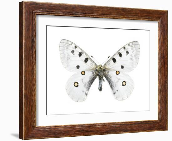 Mountain Apollo Butterfly-Lawrence Lawry-Framed Photographic Print