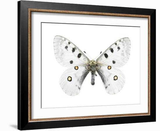 Mountain Apollo Butterfly-Lawrence Lawry-Framed Photographic Print