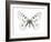 Mountain Apollo Butterfly-Lawrence Lawry-Framed Photographic Print