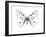 Mountain Apollo Butterfly-Lawrence Lawry-Framed Photographic Print