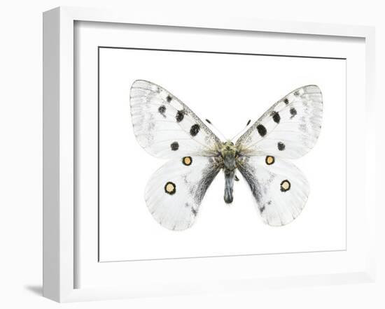 Mountain Apollo Butterfly-Lawrence Lawry-Framed Photographic Print
