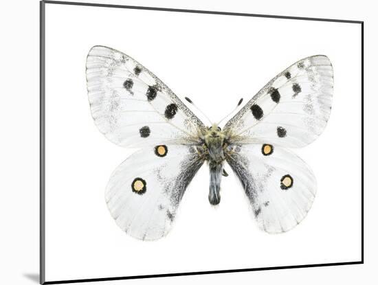 Mountain Apollo Butterfly-Lawrence Lawry-Mounted Photographic Print