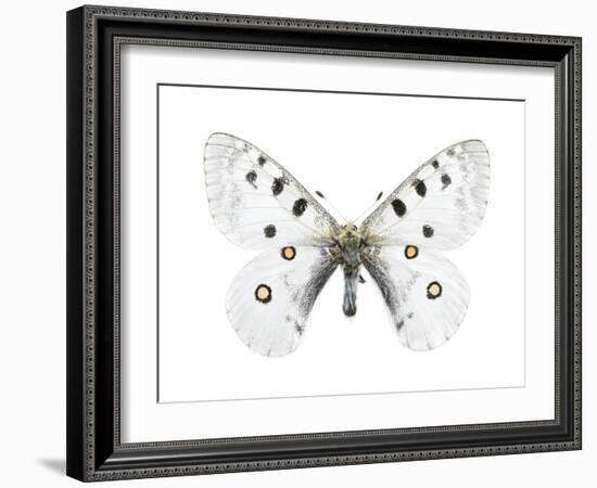 Mountain Apollo Butterfly-Lawrence Lawry-Framed Photographic Print