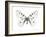 Mountain Apollo Butterfly-Lawrence Lawry-Framed Photographic Print