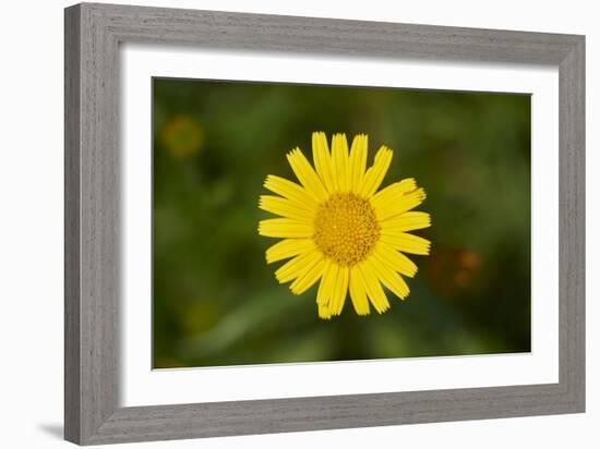 mountain arnica, Arnica Montana, blossom, close-up-David & Micha Sheldon-Framed Photographic Print