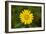 mountain arnica, Arnica Montana, blossom, close-up-David & Micha Sheldon-Framed Photographic Print