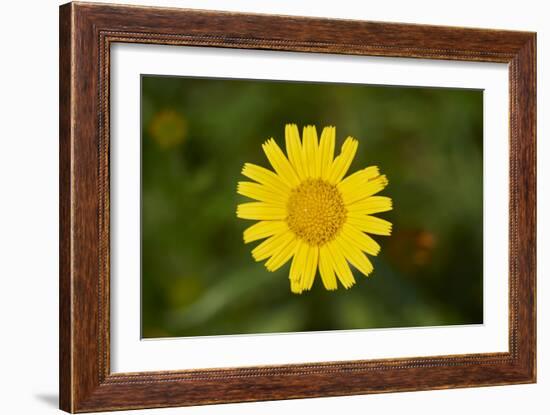 mountain arnica, Arnica Montana, blossom, close-up-David & Micha Sheldon-Framed Photographic Print