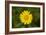 mountain arnica, Arnica Montana, blossom, close-up-David & Micha Sheldon-Framed Photographic Print