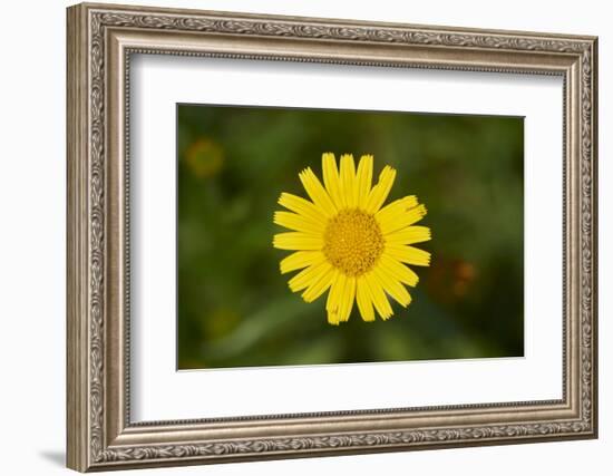 mountain arnica, Arnica Montana, blossom, close-up-David & Micha Sheldon-Framed Photographic Print