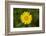 mountain arnica, Arnica Montana, blossom, close-up-David & Micha Sheldon-Framed Photographic Print