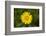 mountain arnica, Arnica Montana, blossom, close-up-David & Micha Sheldon-Framed Photographic Print