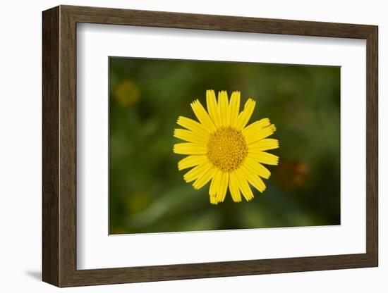 mountain arnica, Arnica Montana, blossom, close-up-David & Micha Sheldon-Framed Photographic Print