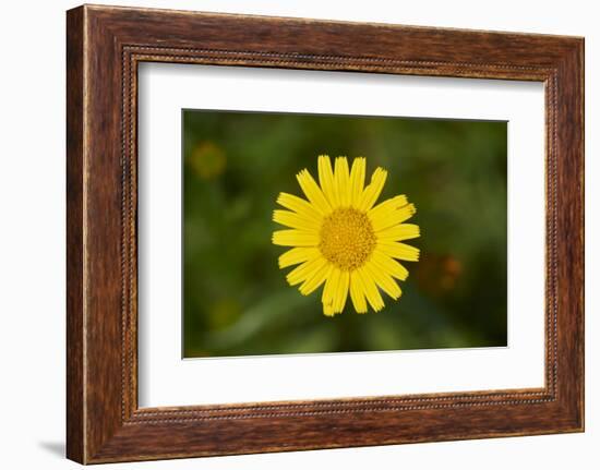 mountain arnica, Arnica Montana, blossom, close-up-David & Micha Sheldon-Framed Photographic Print